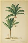 (BOTANICAL.) Barbosa Rodrigues, J. Sertum Palmarum Brasiliensium ou Relation des Palmiers Nouveaux du Brésil.